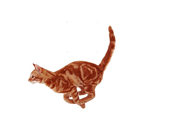 Cat Running
